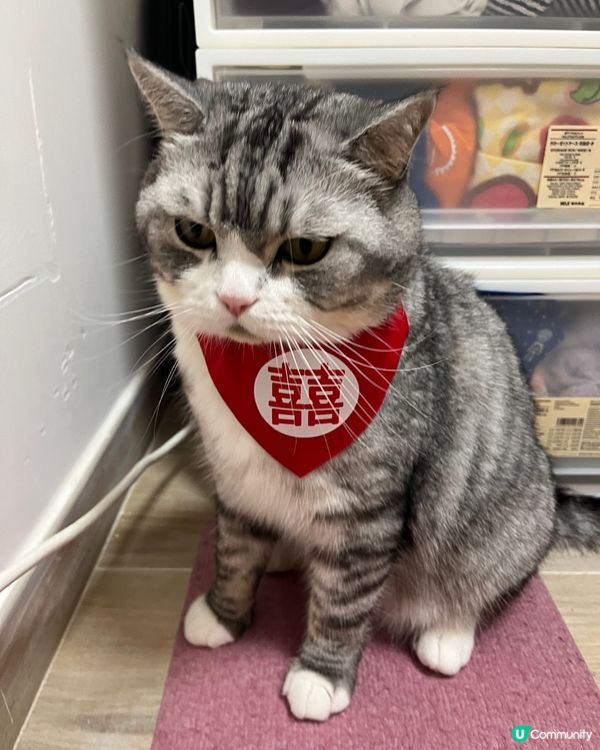 家有囍事貓?。最近屋企辦喜事，特登買咗個雙喜口水肩俾媽貓貓帶...