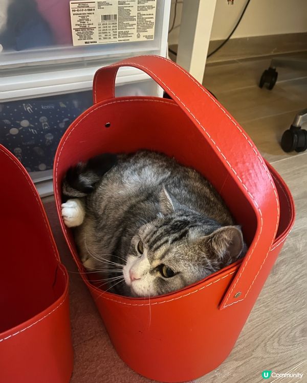 家有囍事貓?。最近屋企辦喜事，特登買咗個雙喜口水肩俾媽貓貓帶...