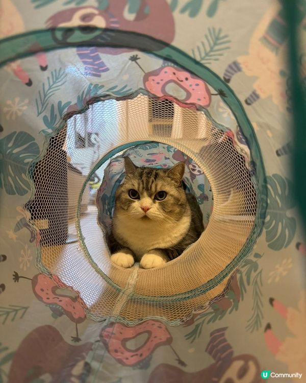 家有囍事貓?。最近屋企辦喜事，特登買咗個雙喜口水肩俾媽貓貓帶...