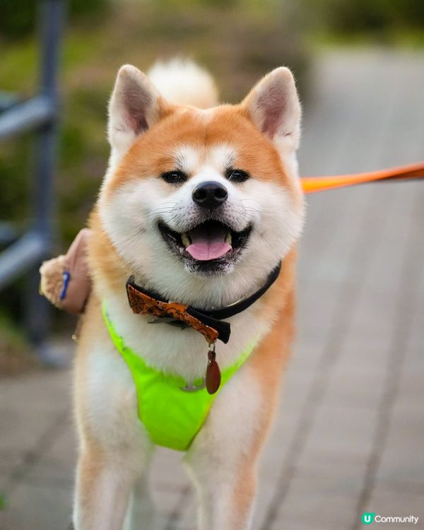 渣仔鍾意跑草地?推薦山頂以及荃灣公園同埋粉嶺哥爾夫球場?陽光...