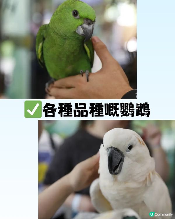 深圳「小奈良」動物園🦌佔地5萬呎! 睇盡11種小動物‼️低至¥64/位