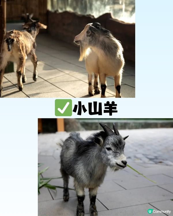 深圳「小奈良」動物園🦌佔地5萬呎! 睇盡11種小動物‼️低至¥64/位