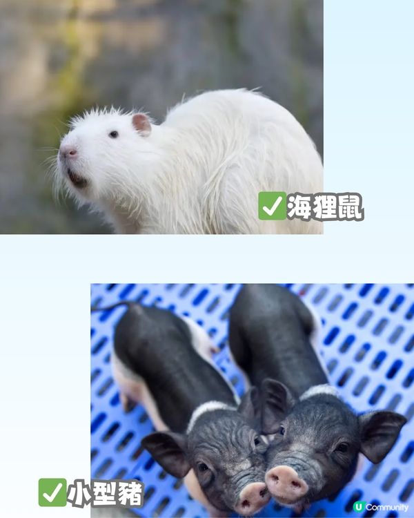 深圳「小奈良」動物園🦌佔地5萬呎! 睇盡11種小動物‼️低至¥64/位