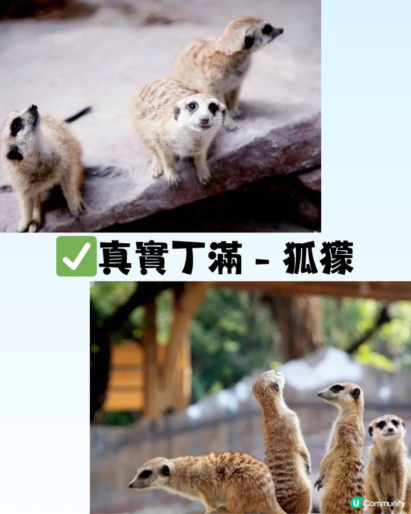 深圳「小奈良」動物園🦌佔地5萬呎! 睇盡11種小動物‼️低至¥64/位