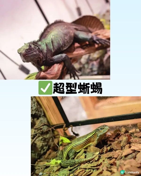 深圳「小奈良」動物園🦌佔地5萬呎! 睇盡11種小動物‼️低至¥64/位