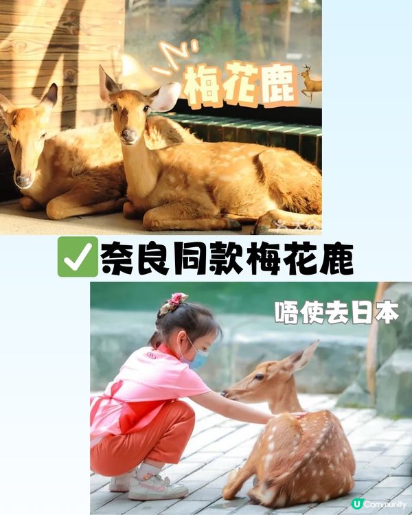 深圳「小奈良」動物園🦌佔地5萬呎! 睇盡11種小動物‼️低至¥64/位