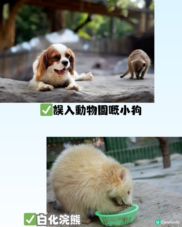 深圳「小奈良」動物園🦌佔地5萬呎! 睇盡11種小動物‼️低至¥64/位