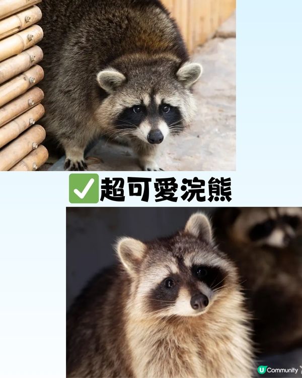 深圳「小奈良」動物園🦌佔地5萬呎! 睇盡11種小動物‼️低至¥64/位