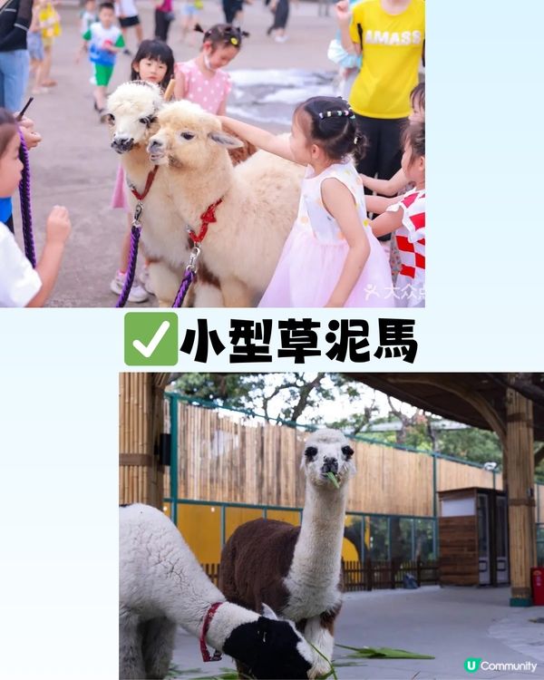 深圳「小奈良」動物園🦌佔地5萬呎! 睇盡11種小動物‼️低至¥64/位