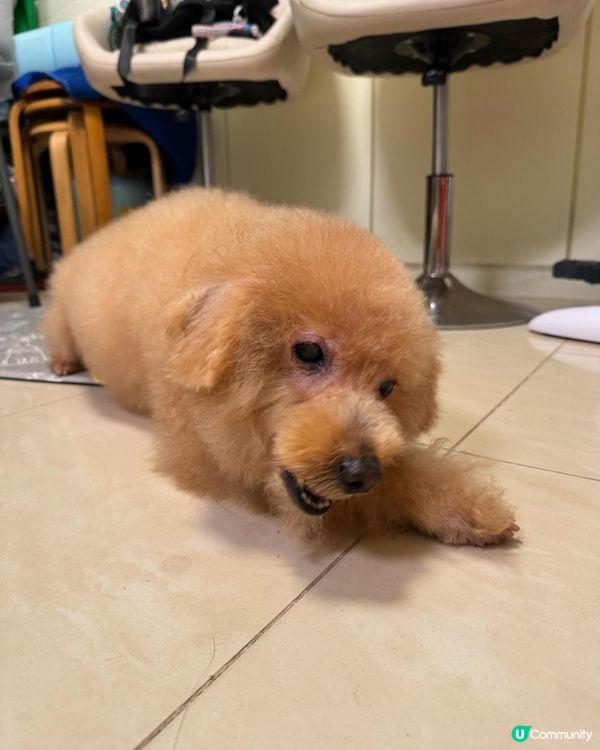 🐶：禾洗完白白有冇獎勵呀～
👧：見你咁乖比條花膠筒你咬吓