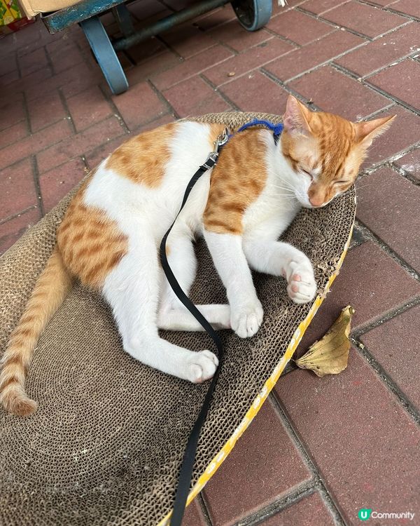 貓店長