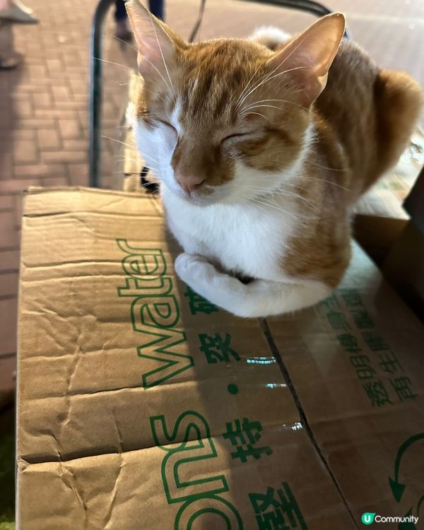 貓店長