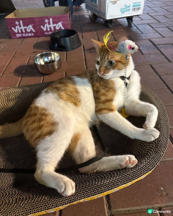 貓店長