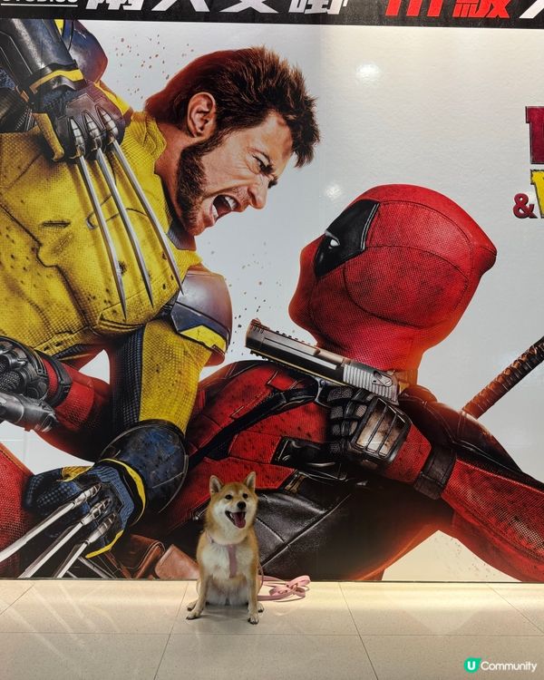 聽講呢套戲近排好紅