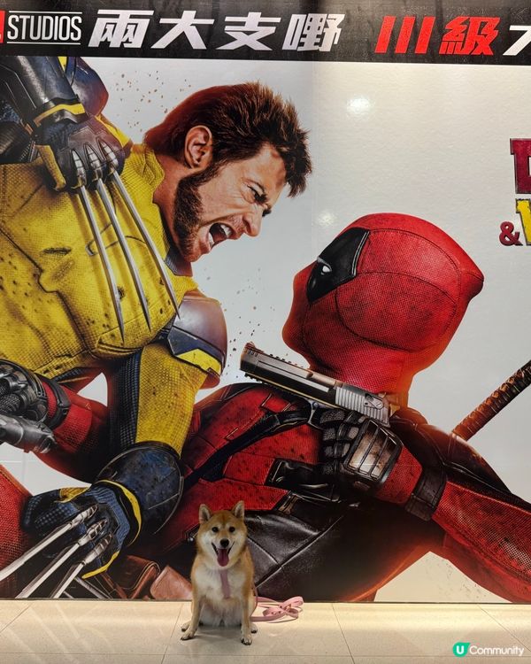 聽講呢套戲近排好紅