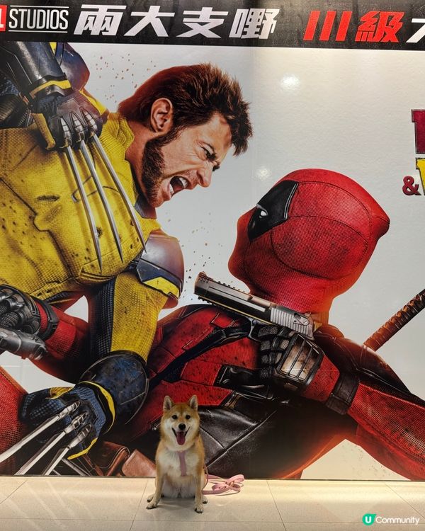 聽講呢套戲近排好紅