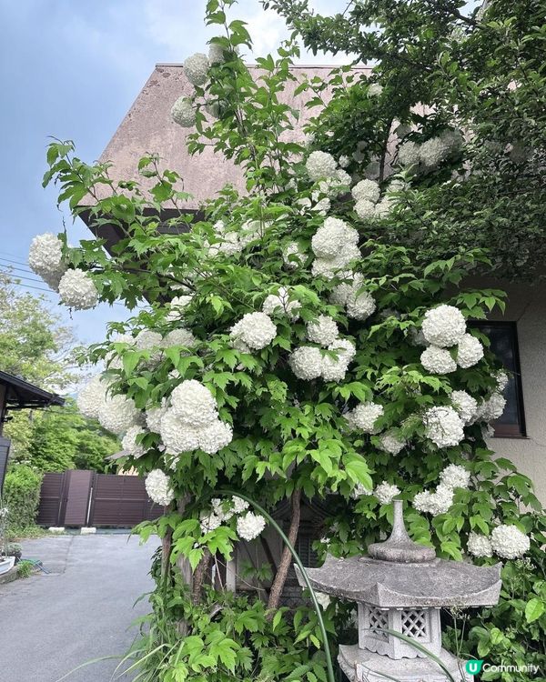 穿越日本古代的忍野八海