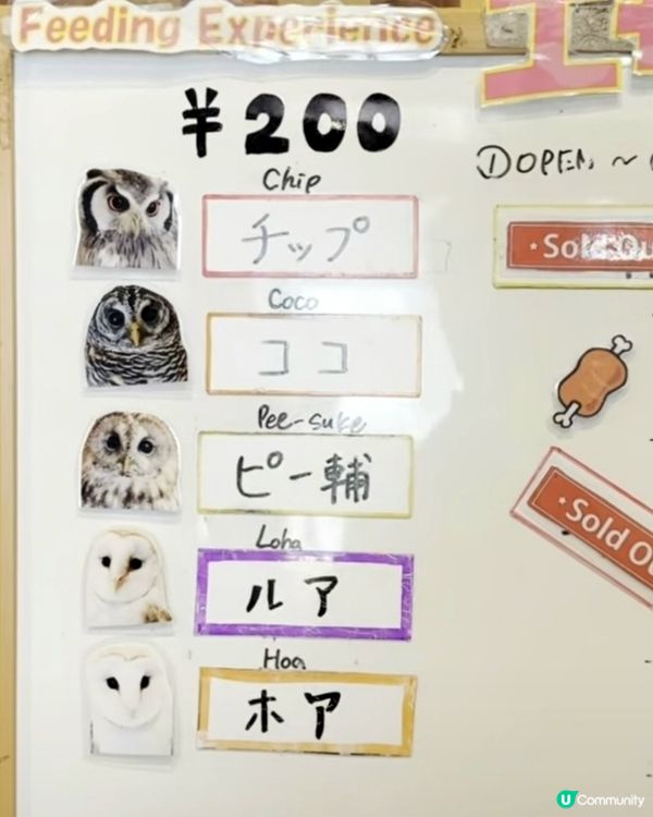大阪貓頭鷹 Café 🦉 Owl Café 🦉

