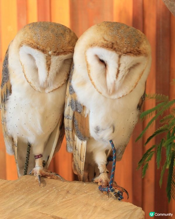 大阪貓頭鷹 Café 🦉 Owl Café 🦉
