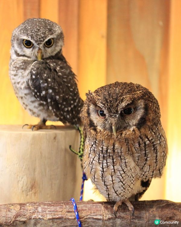 大阪貓頭鷹 Café 🦉 Owl Café 🦉
