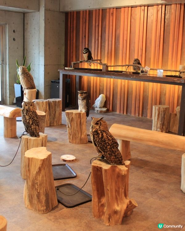 大阪貓頭鷹 Café 🦉 Owl Café 🦉
