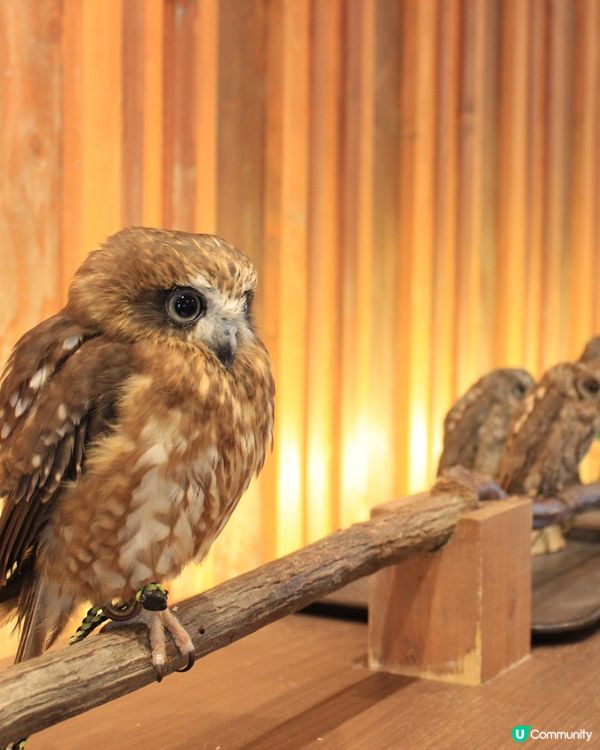 大阪貓頭鷹 Café 🦉 Owl Café 🦉
