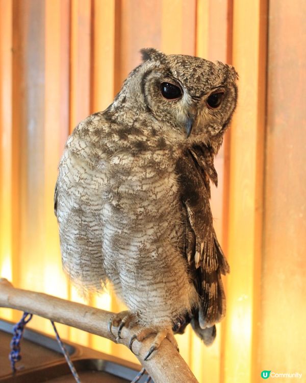大阪貓頭鷹 Café 🦉 Owl Café 🦉
