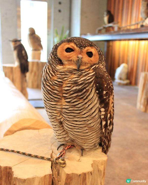 大阪貓頭鷹 Café 🦉 Owl Café 🦉

