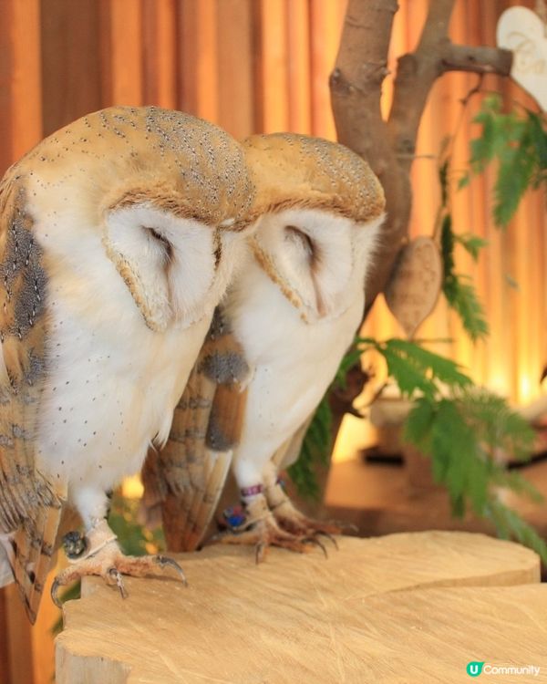 大阪貓頭鷹 Café 🦉 Owl Café 🦉
