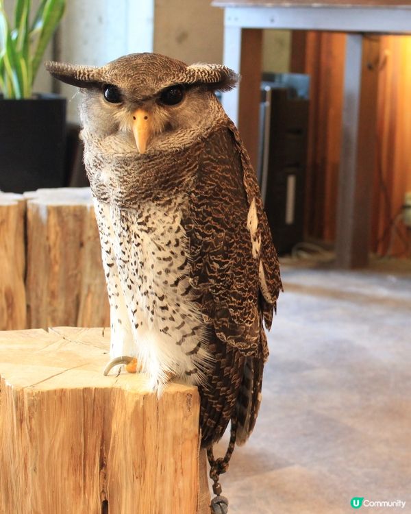 大阪貓頭鷹 Café 🦉 Owl Café 🦉

