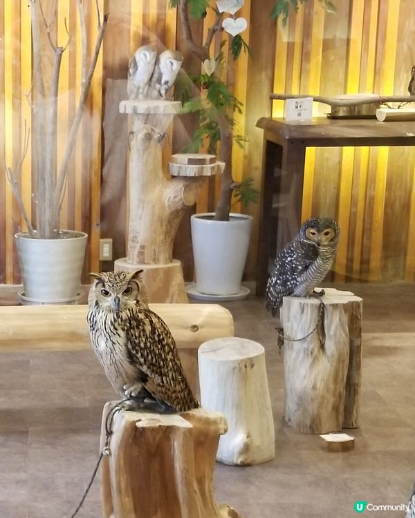 大阪貓頭鷹 Café 🦉 Owl Café 🦉

