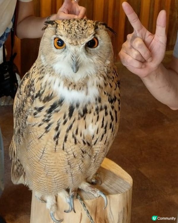 大阪貓頭鷹 Café 🦉 Owl Café 🦉
