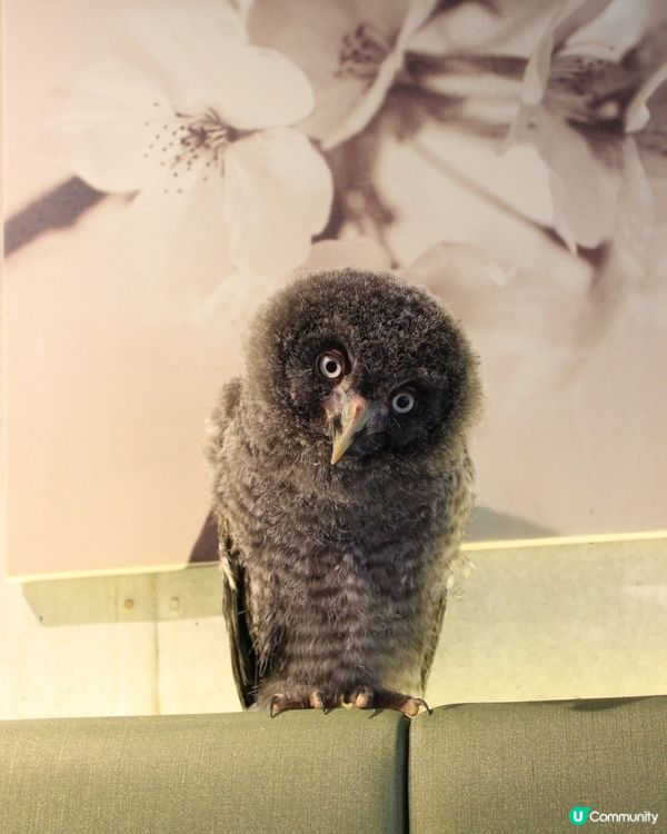 大阪貓頭鷹 Café 🦉 Owl Café 🦉
