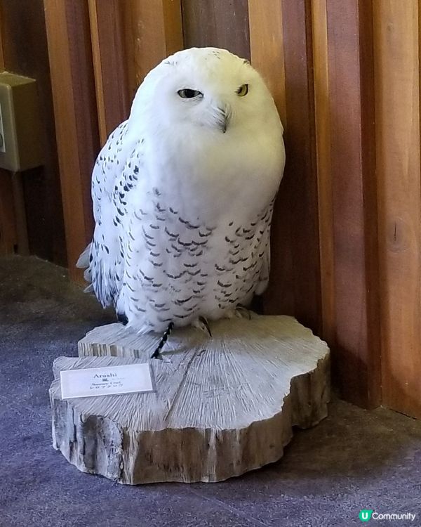 大阪貓頭鷹 Café 🦉 Owl Café 🦉
