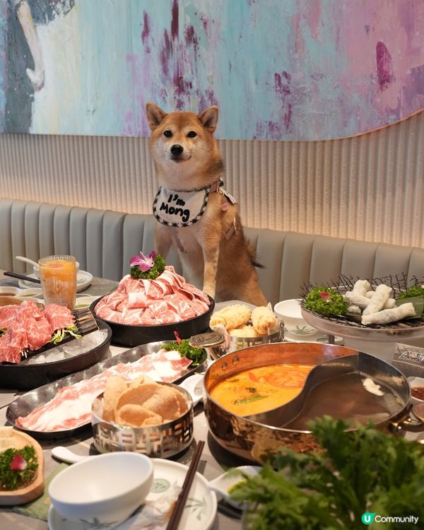 啟德高質泰火鍋 寵物友善❗️