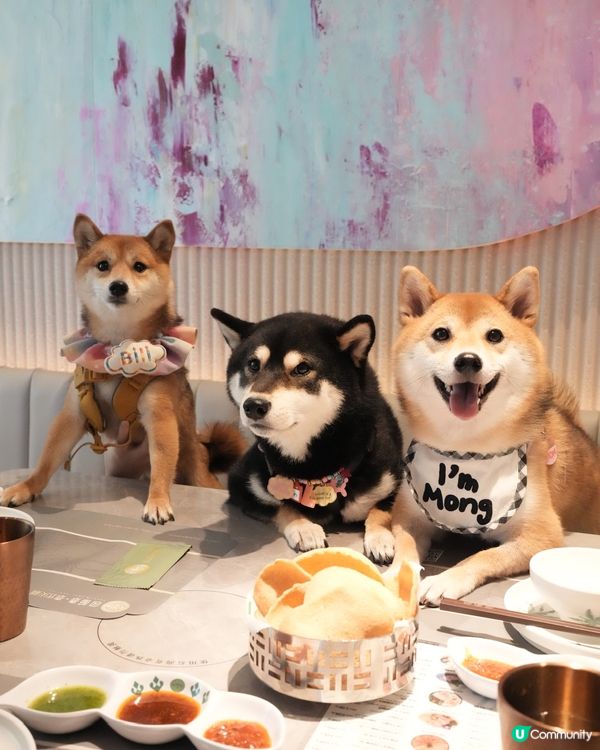 啟德高質泰火鍋 寵物友善❗️