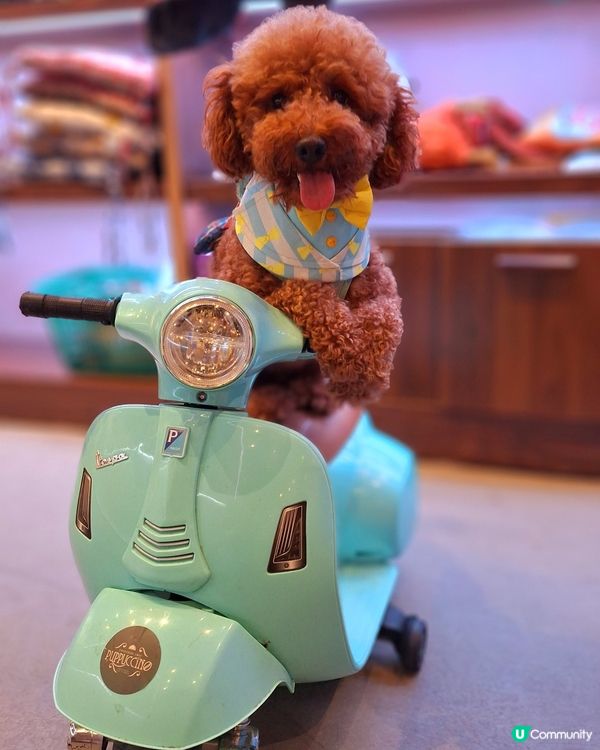 阿爾卑斯三大名峰⛰️