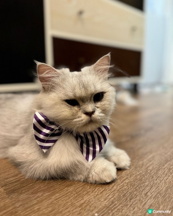 帶貓展bow tie 🎀