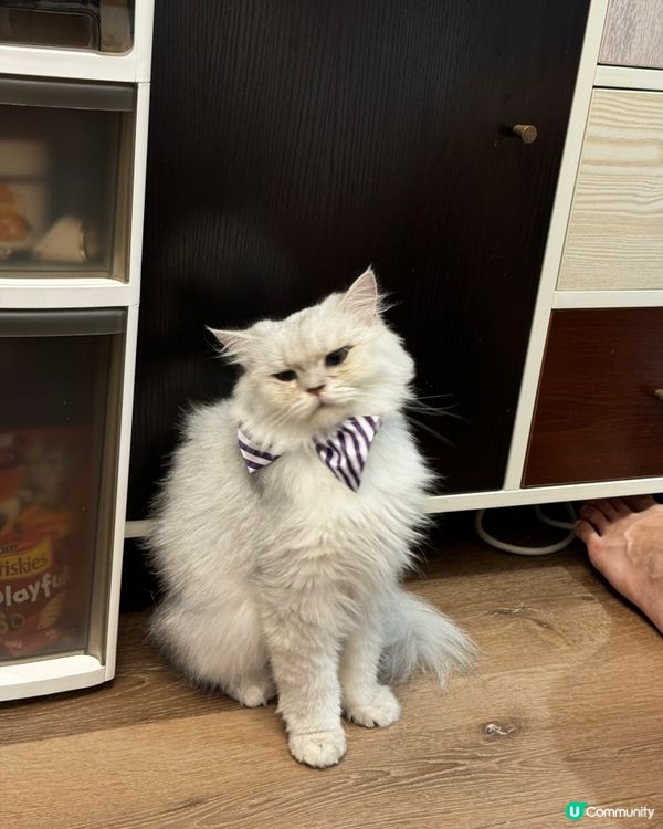 帶貓展bow tie 🎀