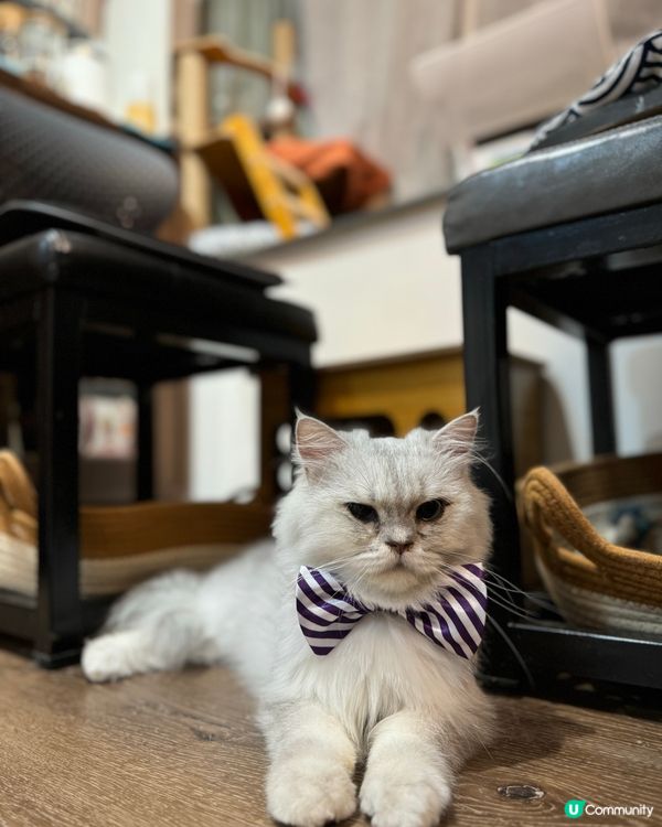 帶貓展bow tie 🎀