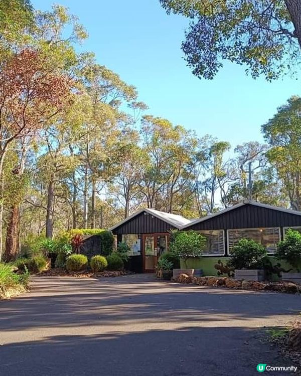 [西澳☕] 🌳叢林天堂咖啡店Goanna BushCafe