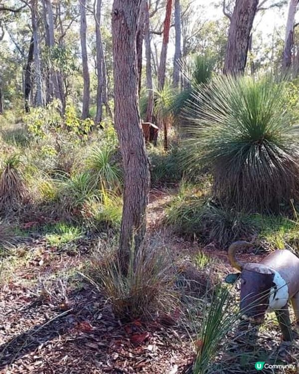 [西澳☕] 🌳叢林天堂咖啡店Goanna BushCafe