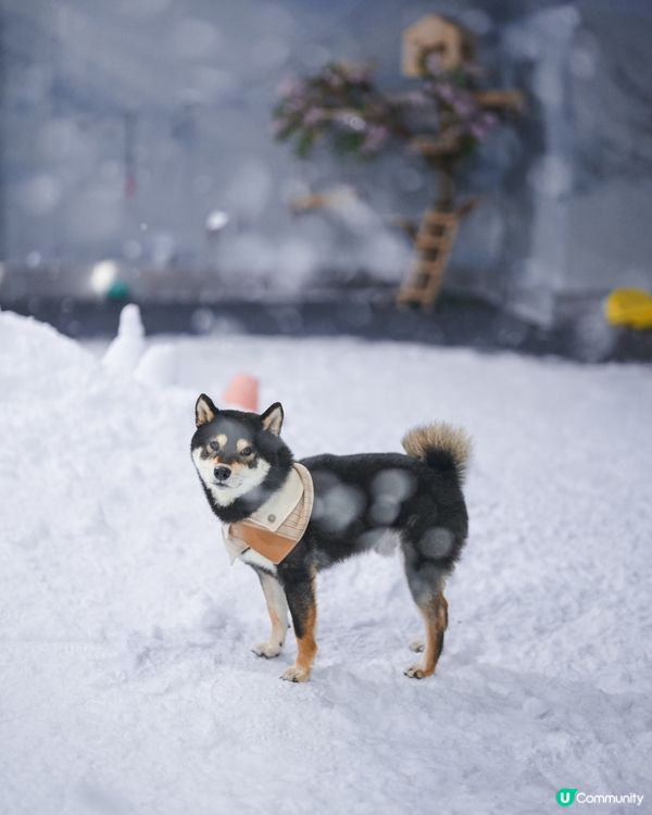 咩話咩話⁉️香港落雪⁉️