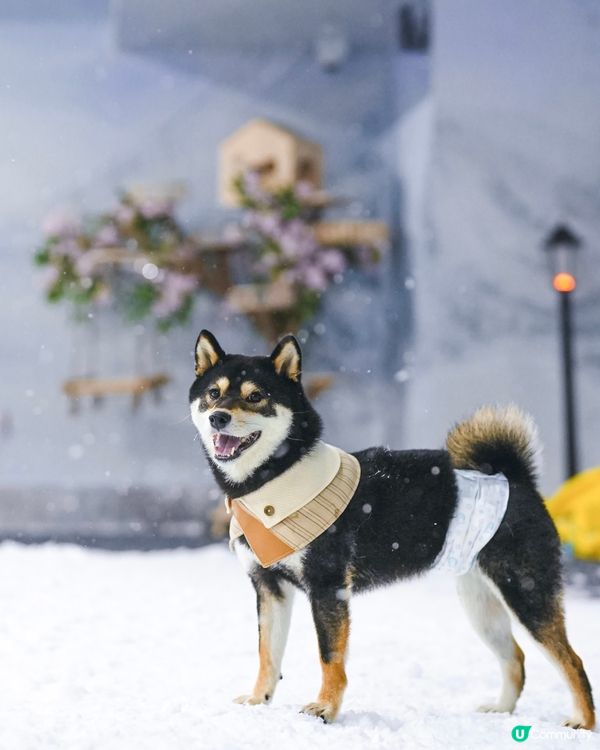 咩話咩話⁉️香港落雪⁉️