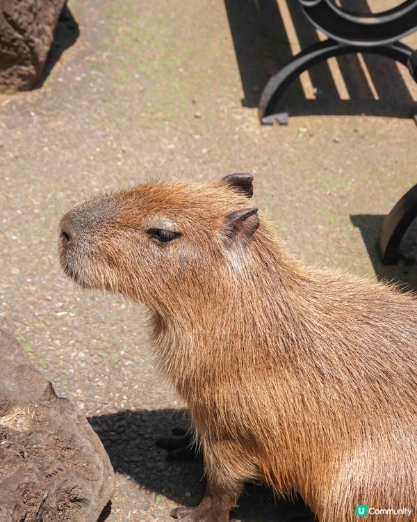 【伊豆高原必去景點、近距離接觸動物】