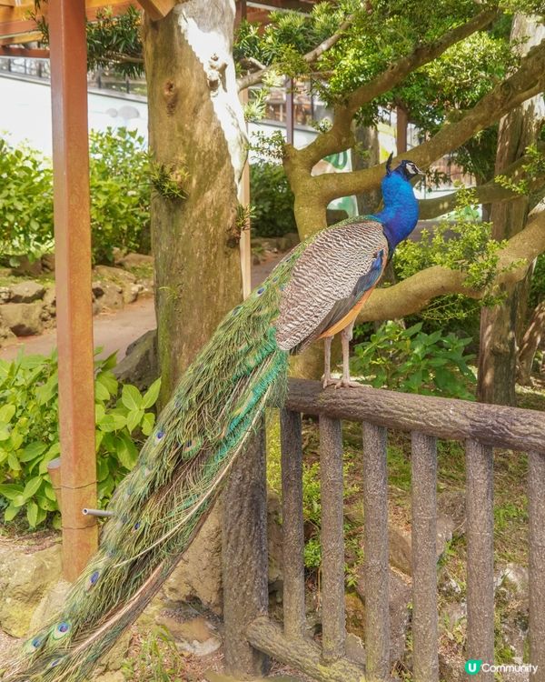 【伊豆高原必去景點、近距離接觸動物】