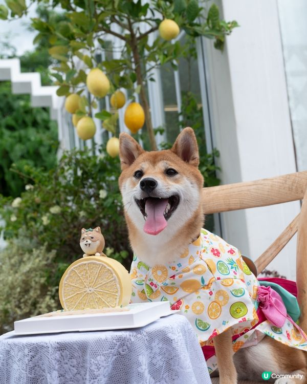 夏天最襯嘅顏色一定係黃色💛