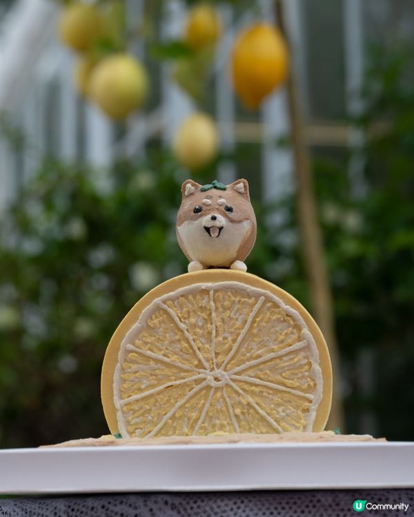 夏天最襯嘅顏色一定係黃色💛