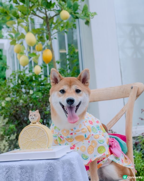 夏天最襯嘅顏色一定係黃色💛