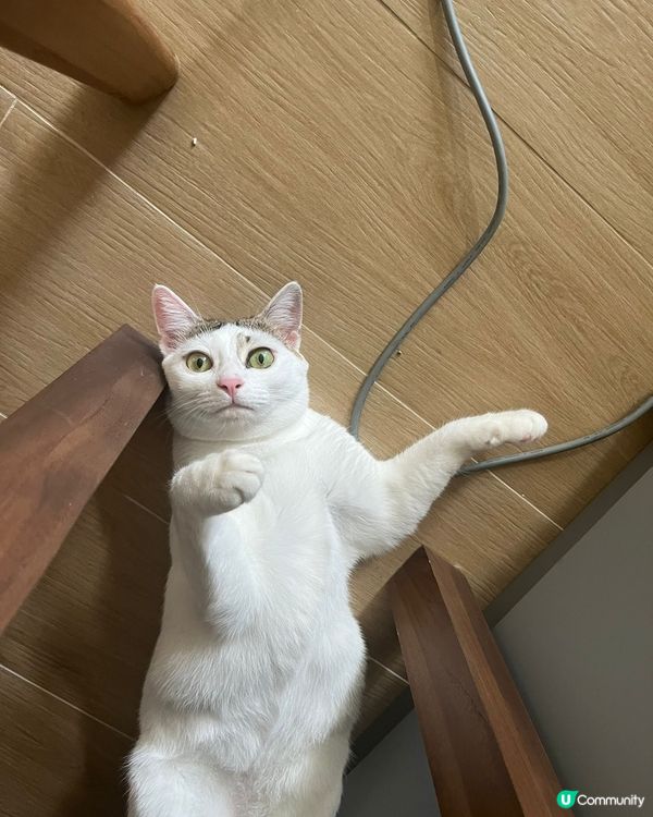 去咗姨姨屋企staycation嘅白皮豬